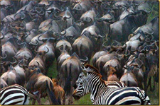 Tanzania-Tanzania-Serengeti Migration Riding Safari